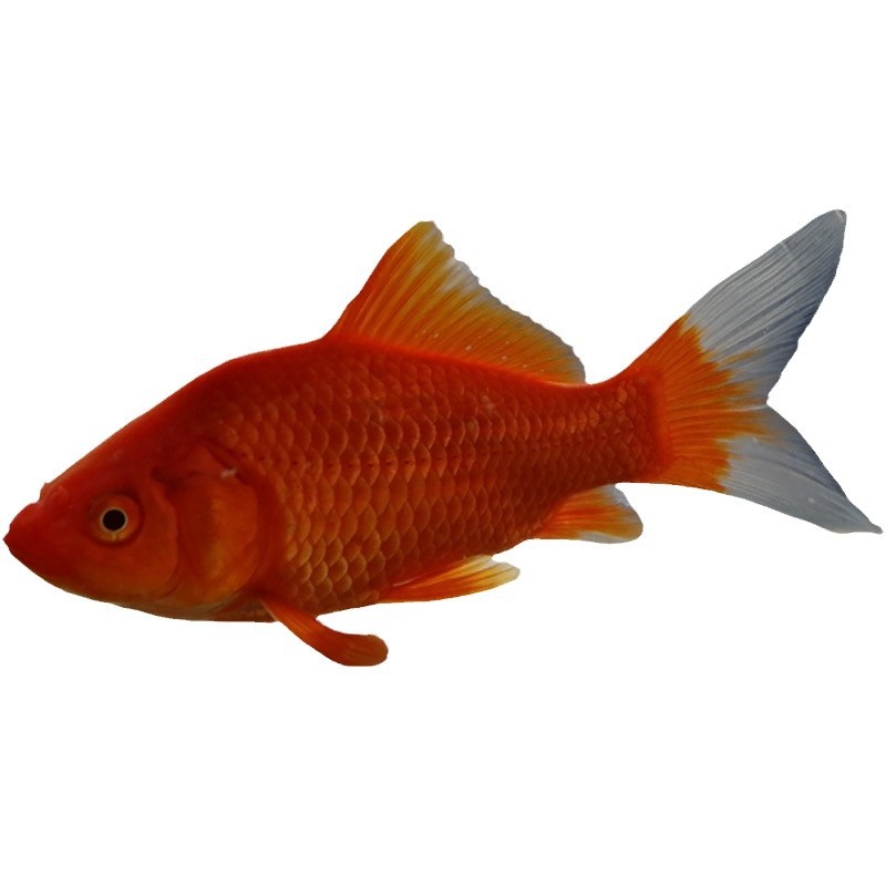 Small Goldfish Live Fish Good Live Goldfish Ornamental Fish Live Grass Gold Live Fish Wholesale Stall Jar Small Red Grass Resistant Live Fish