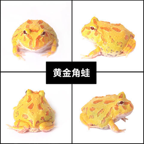 Horned Frog Live Wholesale Gold Horned Frog Green Horned Frog Pet Frog Butterfly Horned Frog Overlord Horned Frog Clown Bell Horn