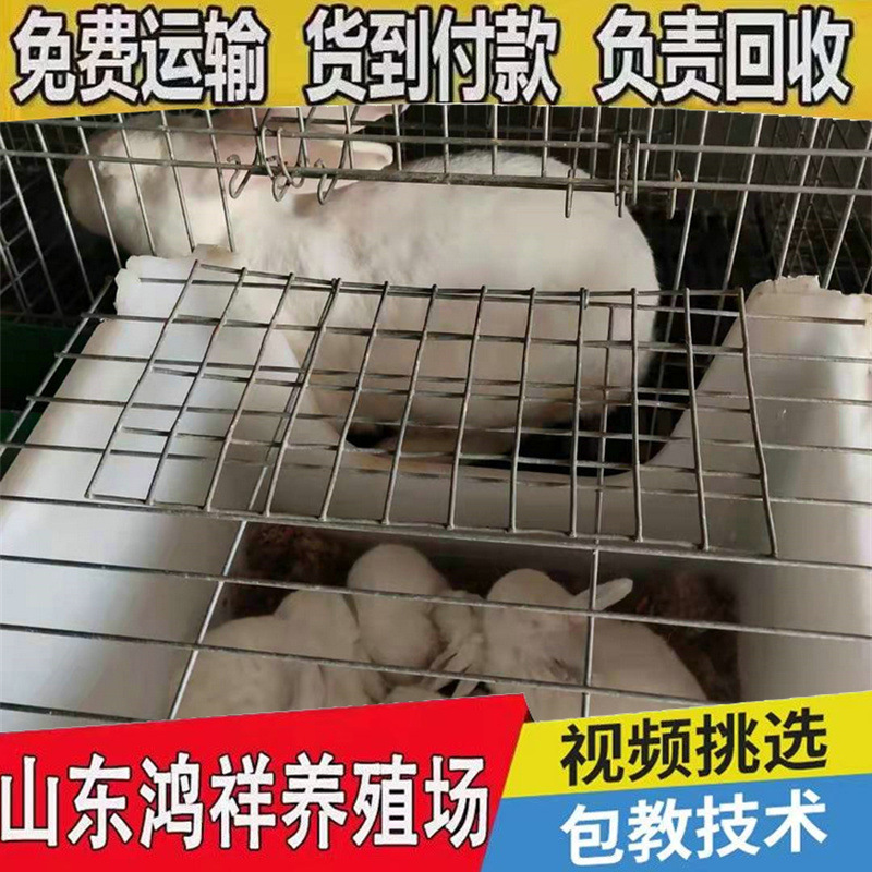 Hongxiang Large-Scale Breeding Rabbit Farm Spot Promotion High-Yield Meat Rabbit Breeding Rabbit Cash on Delivery Breeding Rabbit Wholesale Price