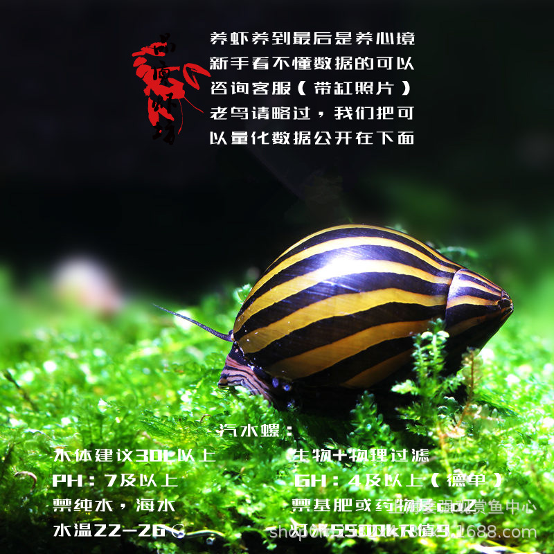 Ornamental Snail Apple Mysterious Yellow Snail Gold Zebra Onion Tool Snail Black King Kong Watermelon Snail Cleaning Algae Removal Living Snail