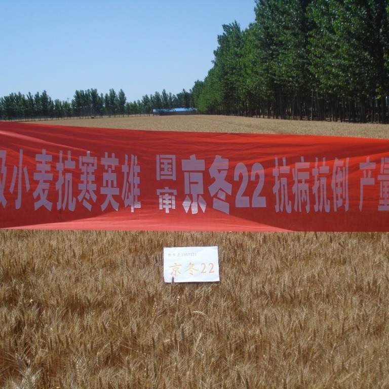 The company's long-term supply of wheat seeds-Jingdong 22
