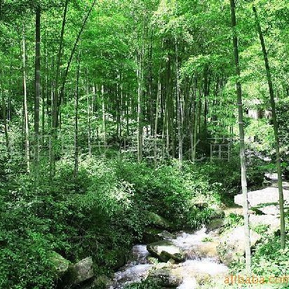 Green Plant Bamboo Seedlings, Green Bamboo, Rigid Bamboo, Courtyard Bamboo, Gold Inlaid Polygonatum Odorifera, Purple Bamboo, Luohan Bamboo, Spotted Bamboo Seedlings