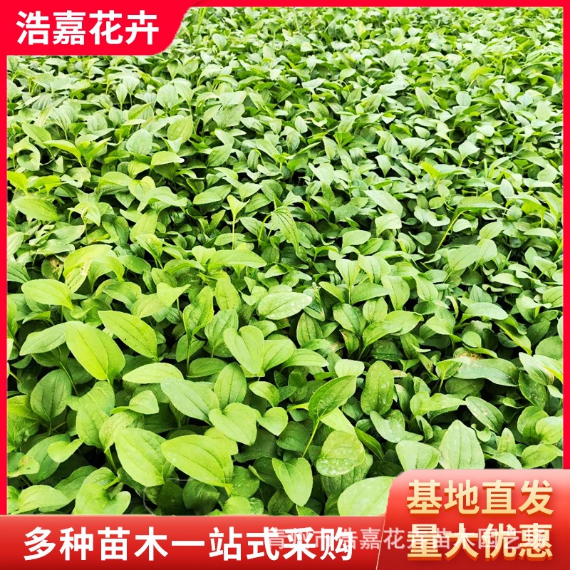 Саженцы шишек в горшках, поставки Цинчжоу, саженцы многолетних растений, саженцы шишек