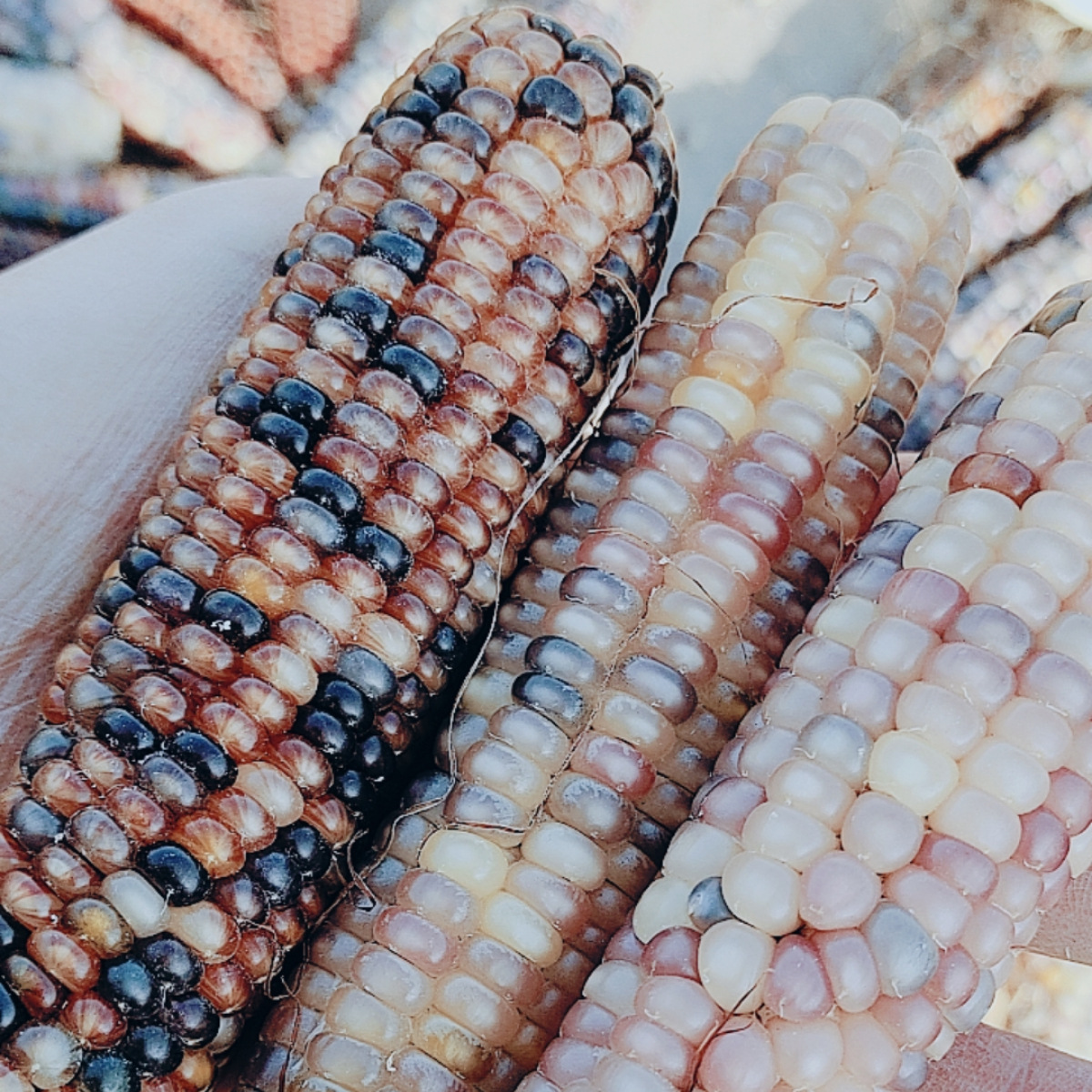 Hamster Teething Corn, Rabbit and Chinchilla Landscaping Teething Snacks, Golden Bear Teething Corn on the Cob Wholesale