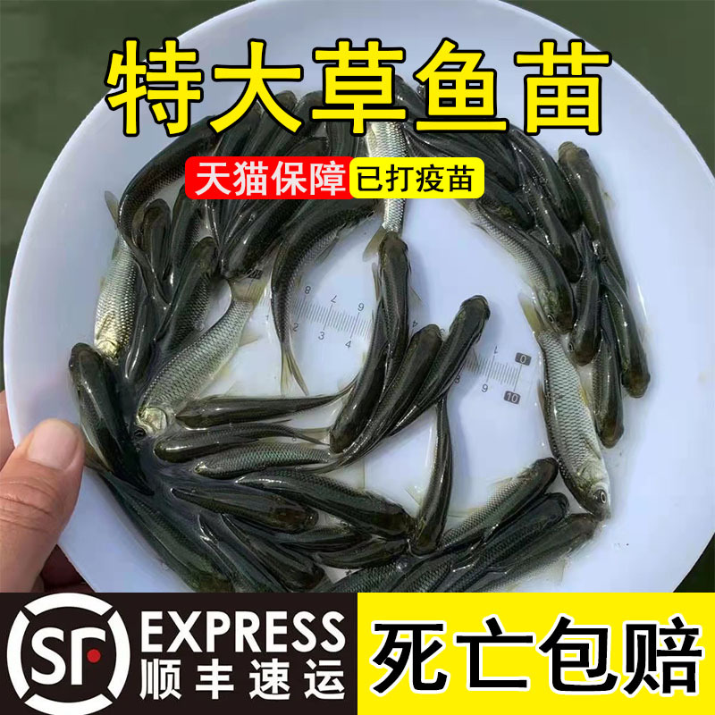Extra Large Grass Carp Fry, Grass Carp Food, Mosquito Grass Carp Fry, Live Fish Fry, Freshwater Aquaculture Edible Four Major Fish Fry Wholesale