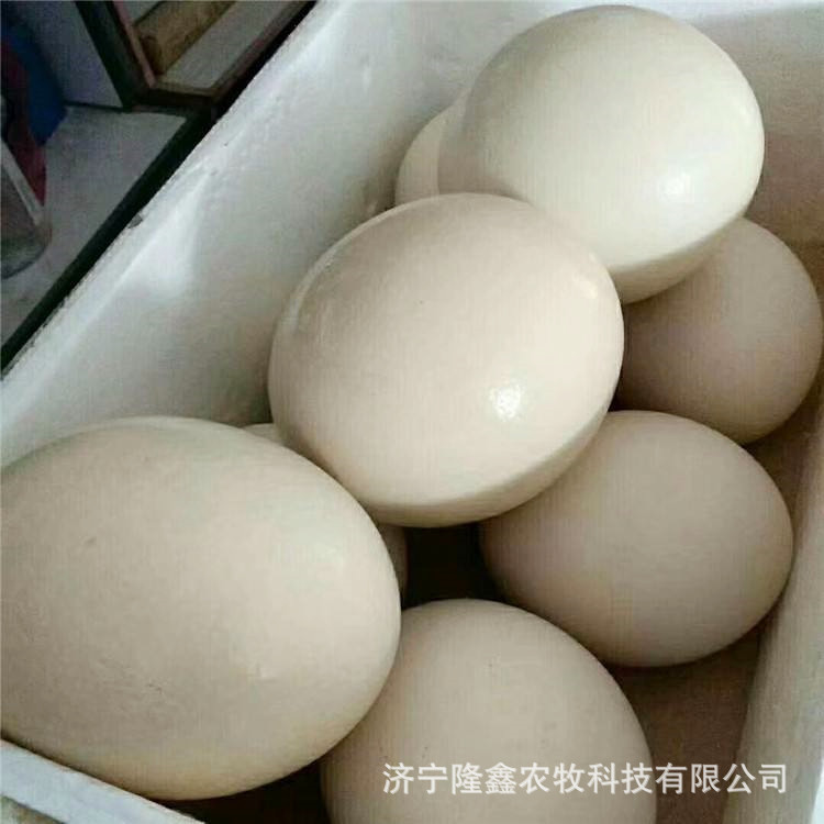 Ostrich Live Sale Supply Scenic Spot Ornamental Adult Ostrich Egg Laying Ostrich Ostrich Egg Ostrich Seedling Price