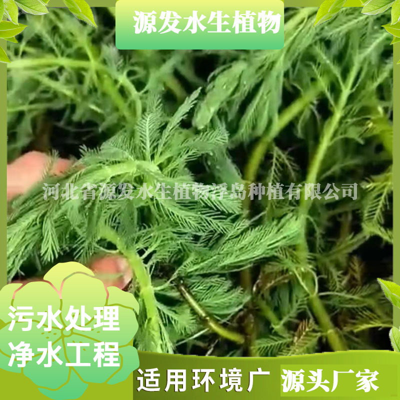 Undertake Bitter Grass, Black Algae, Hornwort, Foxtail, Water Spinach, Lotus, Water Spinach, Water Peanuts, Various Garden Aquatic Plants