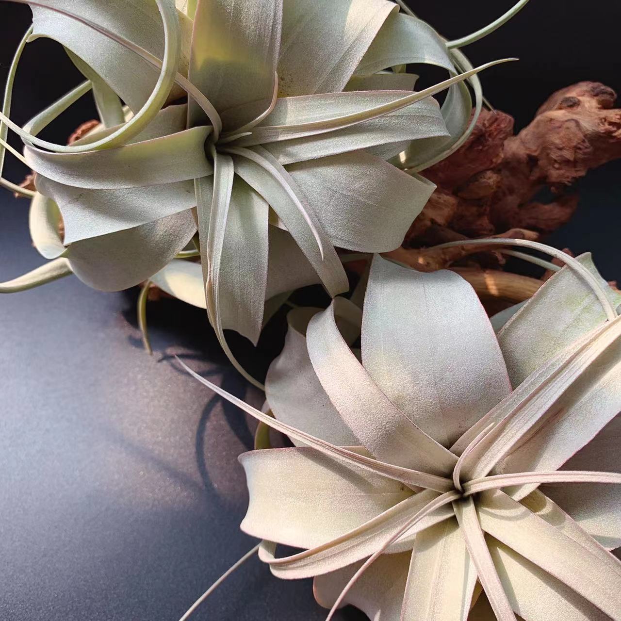 Rolling Leaf Overlord T. Xekographica - Base Straight Hair Air Pineapple Soilless Plant Tillandsia Wholesale