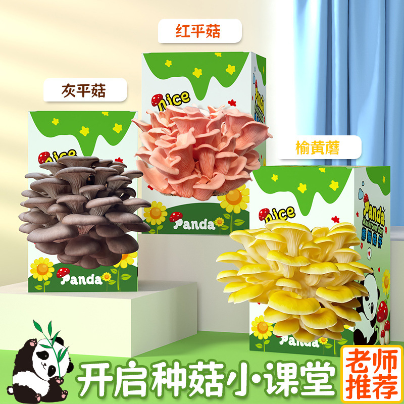 Подарочный набор грибов, пакет для посадки устрицы, съедобный гриб, панда, зеленое растение.
