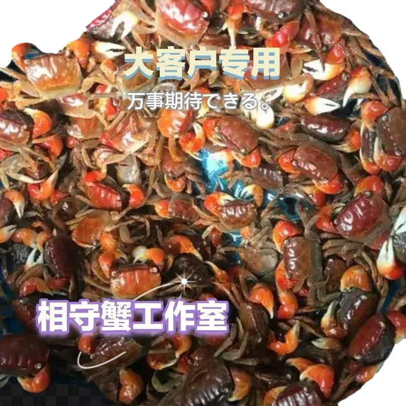 Ornamental Crab, Red Crab, Companion Crab, Aquarium Crab, Live Crab Feed, Crab Street Stall, Individually Packaged Wholesale