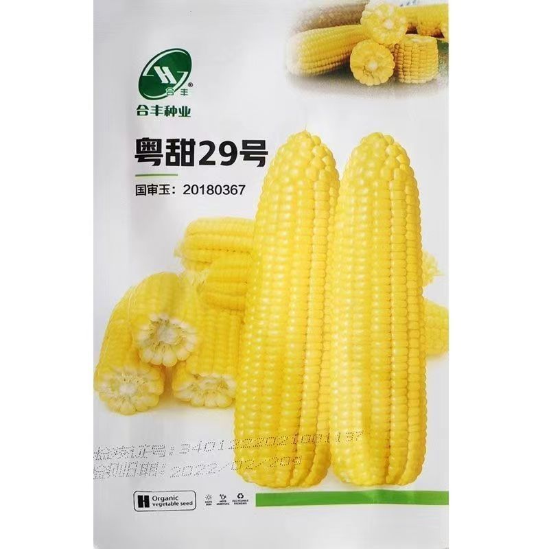 Guangdong Sweet No. 29 Fruit Corn Seeds, Early Maturing, High Yield, Super Sweet, Raw Eating, Extra Large Corn Seeds, Four-Season Vegetable Seeds