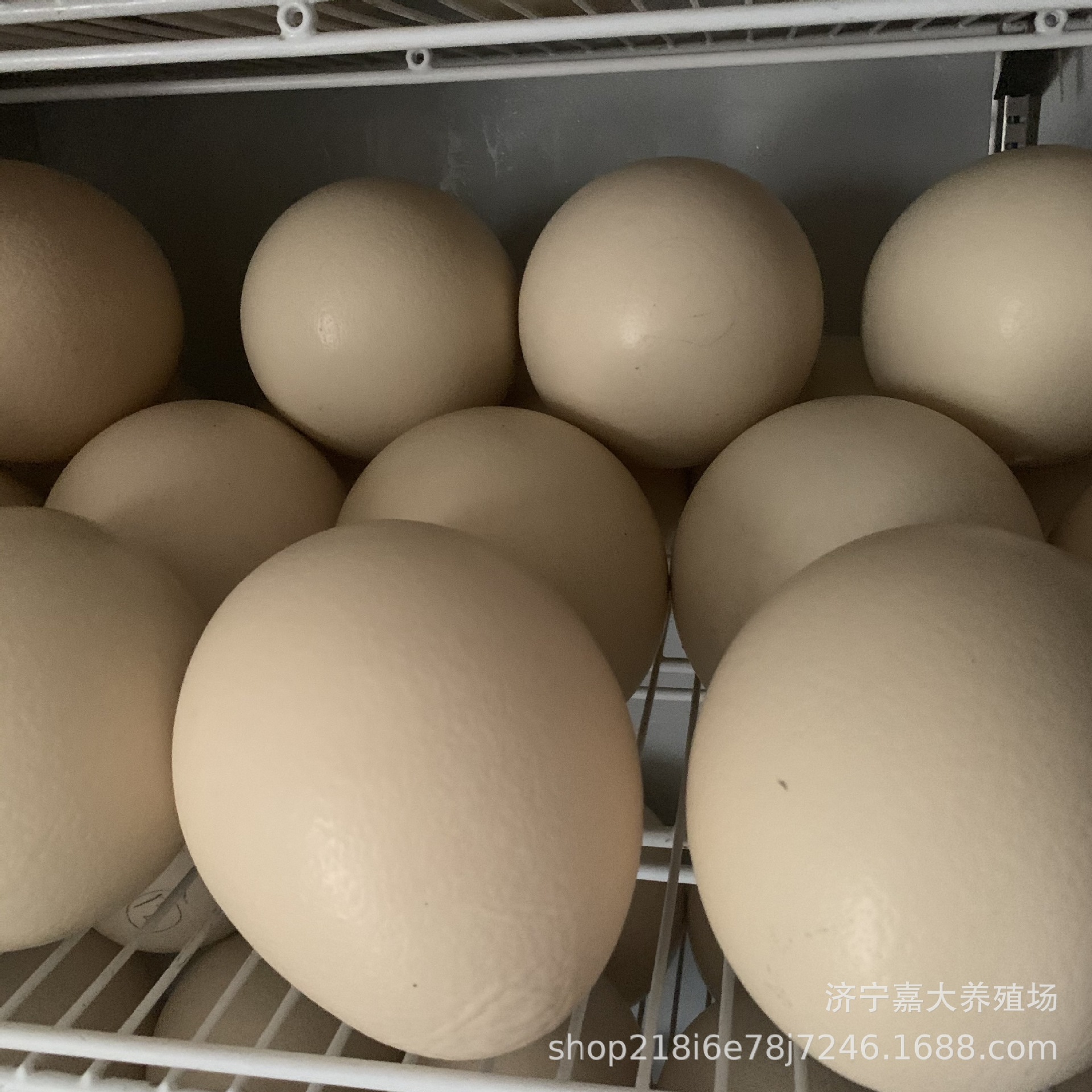 Where to Buy Ostrich Eggs? Ostrich Eggs for Sale. How Much Do Ostrich Eggs Cost? Manufacturers Have Live Ostriches in Stock