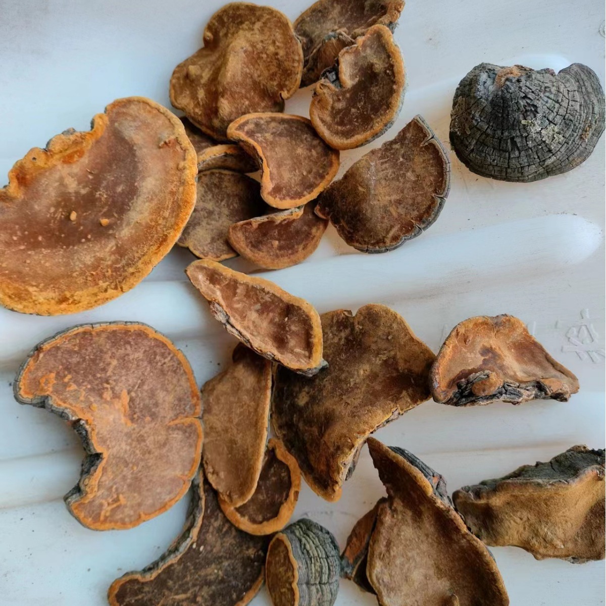 Jilin Changbai Mountain Self-Picked and Self-Dug Magnolia Tree, Reishi, and Polyporus Pulmonarius Origin Retail and Wholesale