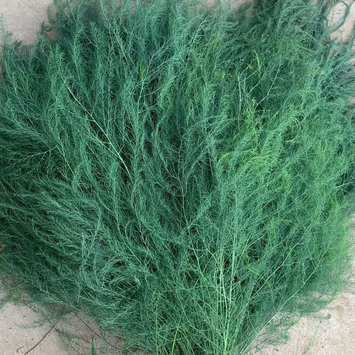 Wholesale of Lusimia Flowers, Fresh Leaf Materials, Direct Supply from Flower Farms, Suitable for Wedding Decorations, Flower Shop Displays, and Community Use