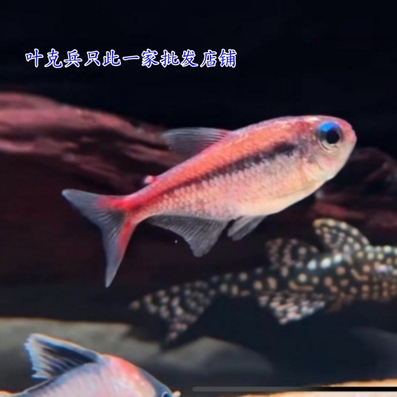 Шанхайская тропическая рыба, красная лунная карта, фонарная рыба, южноамериканская, редкая пресноводная рыба, совместное содержание в аквариуме