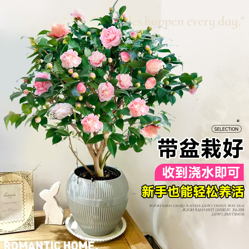 Camellia Potted Saplings with Buds, Five-Color Red Flowers, Bloom All Seasons, Indoor Plants, Easy to Care for on the Balcony