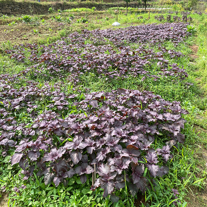 Premium Fresh Perilla Leaves Edible Hunan Farmhouse Perilla Restaurant Fish and Shrimp Deodorizing Double-Sided Purple Leaves