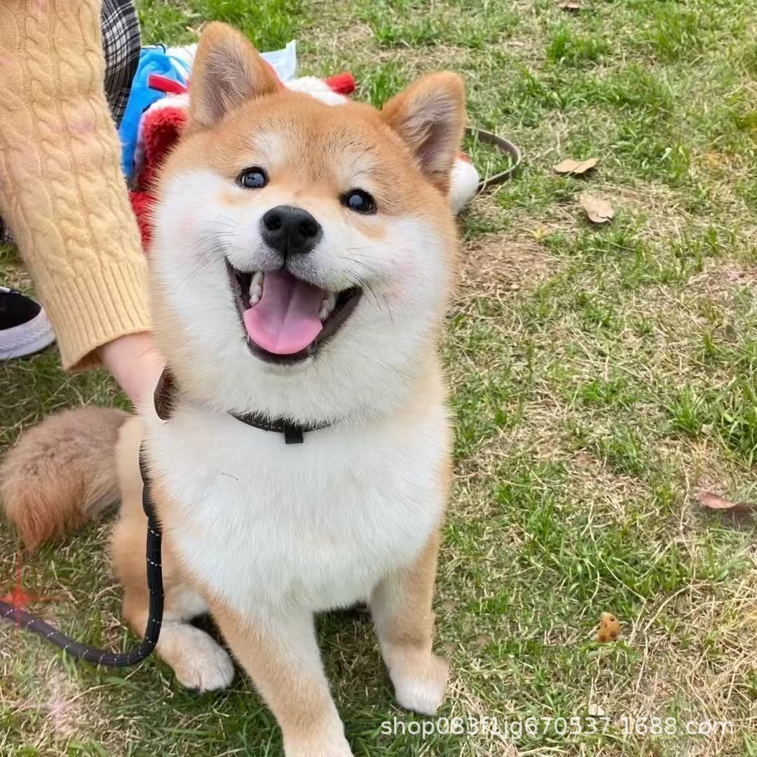 Чистокровный щенок шиба-ину, щенок с двойной родословной, живая домашняя собака, маленький шиба-ину