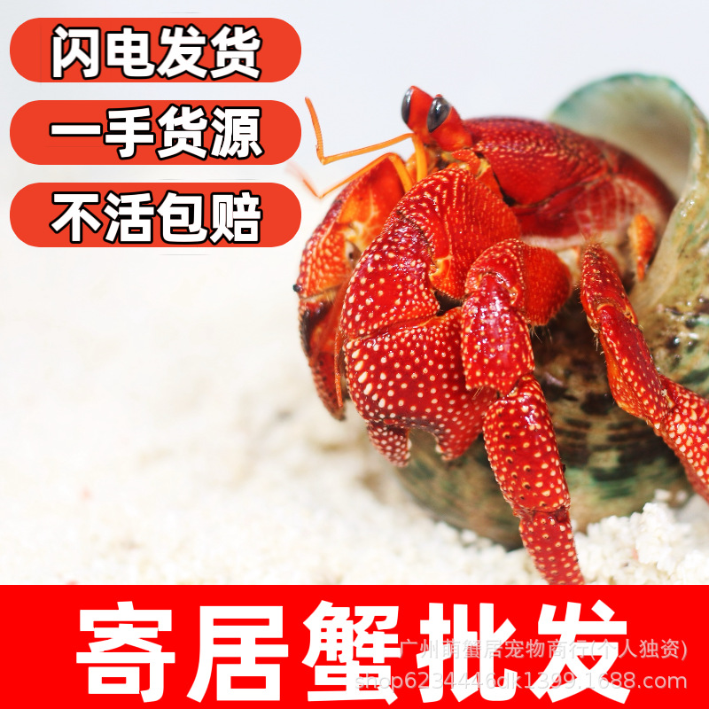 Живые крабы-отшельники, оптовая продажа, основные источники