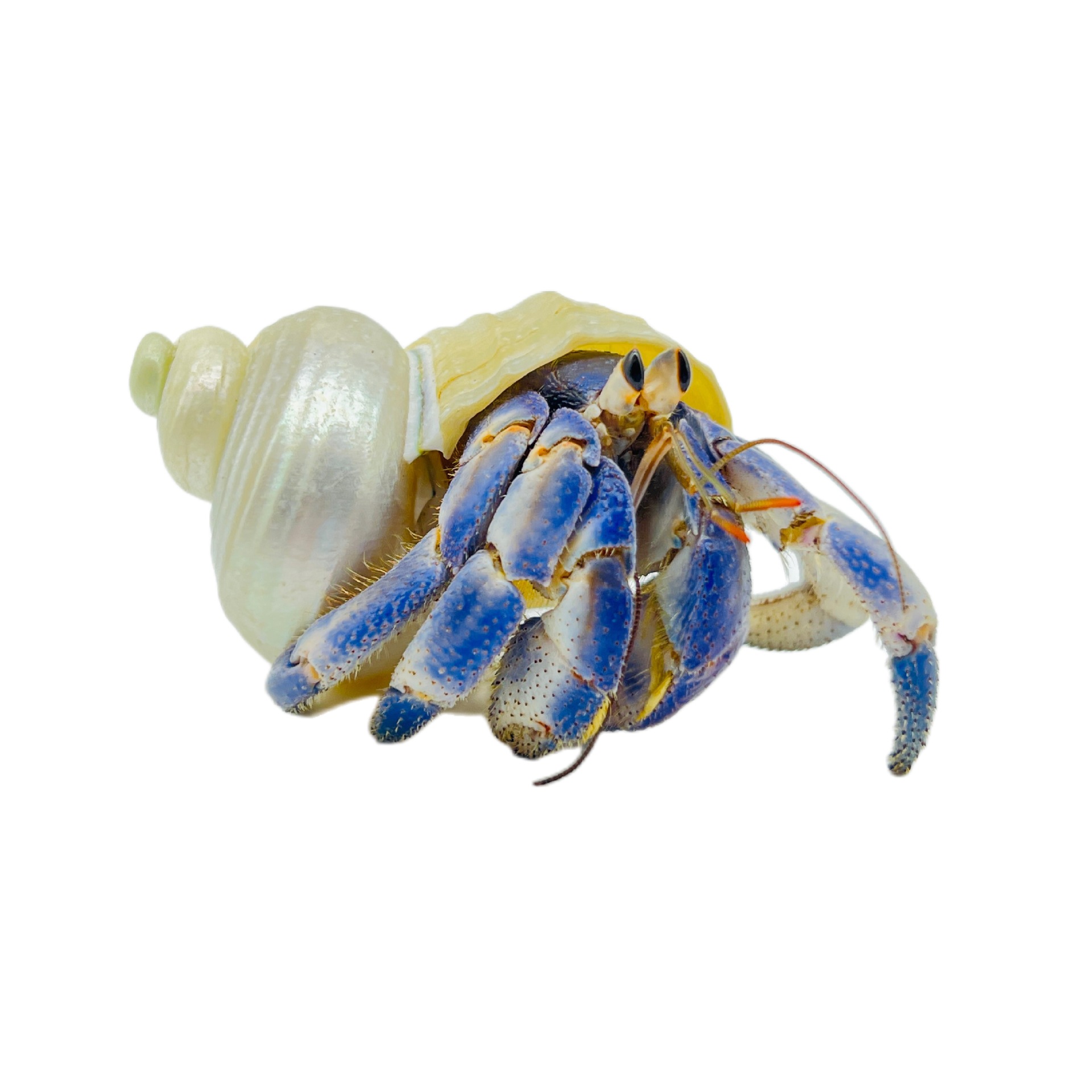 Hermit crab live wholesale gray short wrist blackberry strawberry stall wholesale terrestrial hermit crab wholesale stall