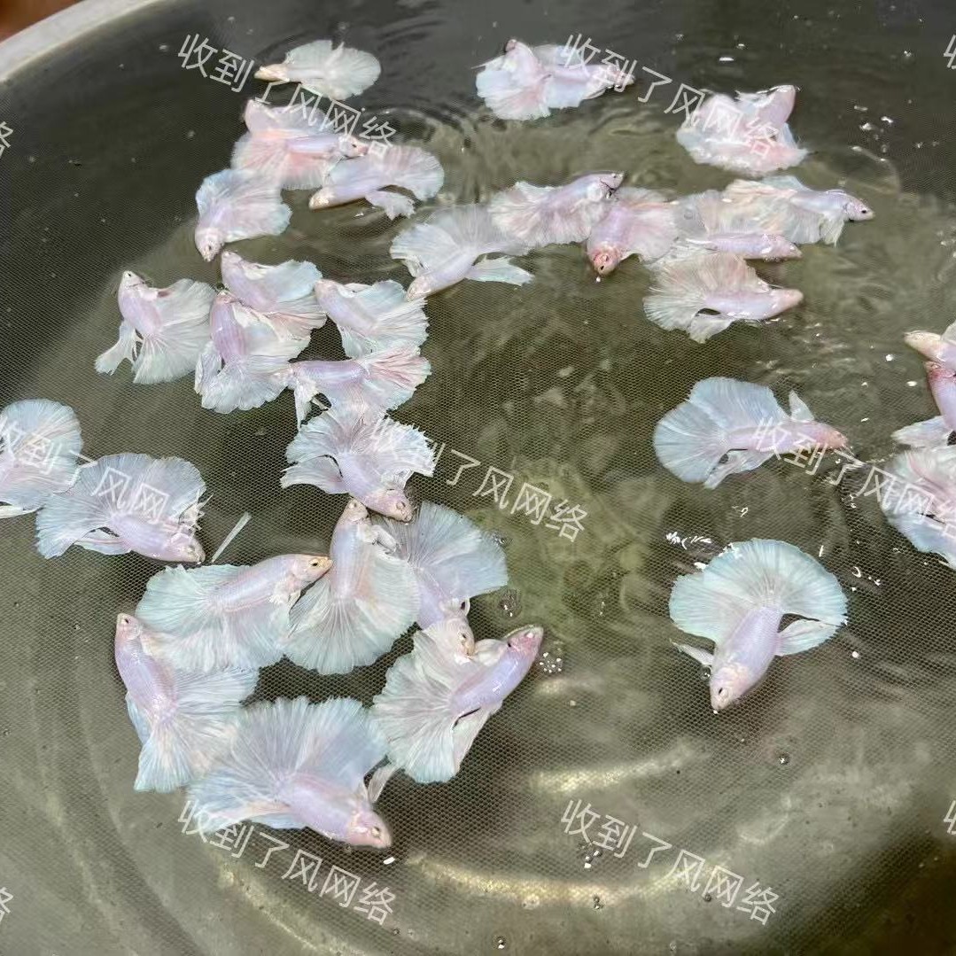 Thailand fighting fish tropical ornamental fish Lion King wedding fish half moon male fish horsetail living night market stall Net red wholesale