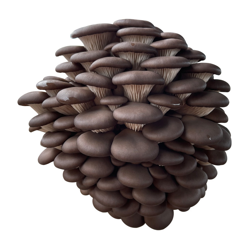 Mushroom planting bag strain bag domestic mushroom mushroom mushroom edible black mushroom bag family mushroom stick potted Ganoderma lucidum