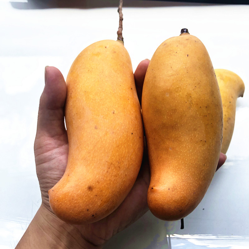 Fruit Mango Honey Mango with Yellow Skin, Not from Guangxi Baise, with a Rich Milky Aroma, Freshly Picked, Golden Color, Sugar Content 27