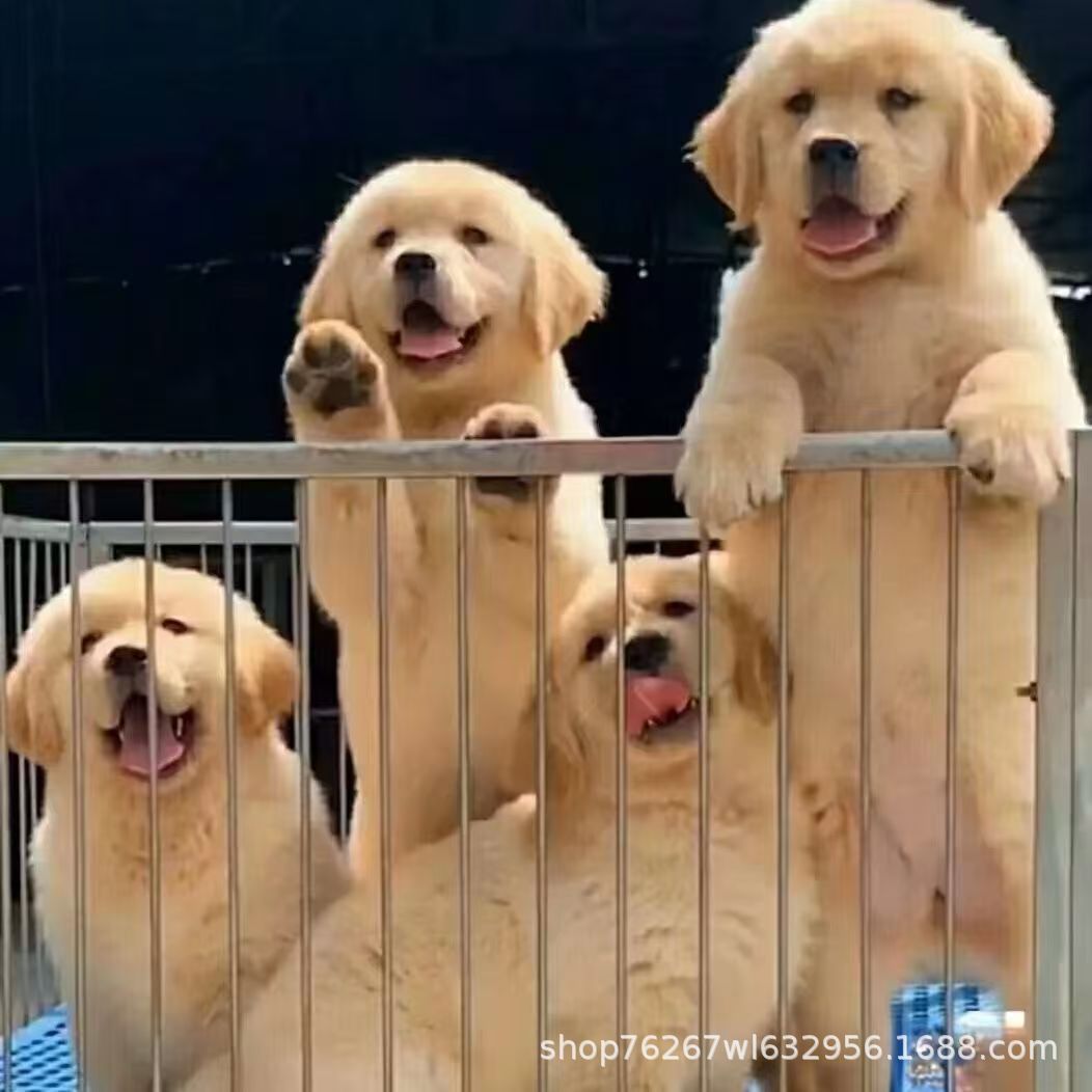 Wholesale Dual Blood Golden Retriever Puppies Puppies Live Dogs Guide Dogs Patrol Dogs Working Dogs Companion Dogs Pet Dogs