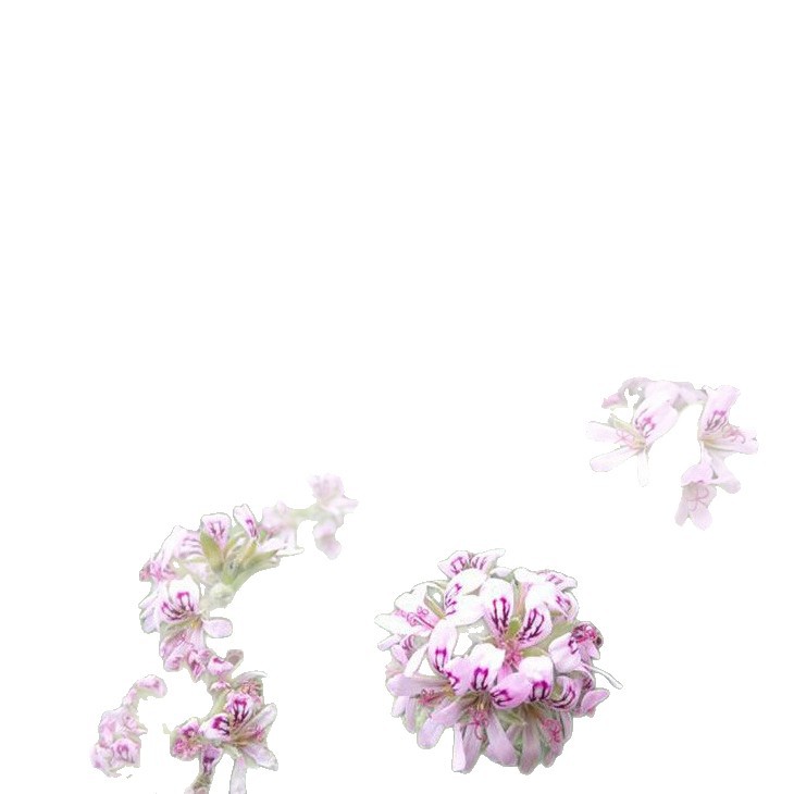 Mosquito Repellent Potted Plants, Outdoor and Indoor Green Plants, Mosquito Repellent Seeds, Courtyard Fragrant Leaves, Geranium Flowers, Anti-Mosquitoes