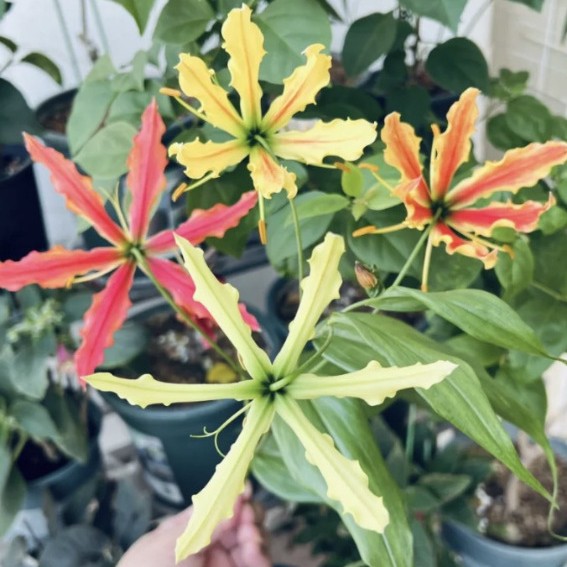 Galanthus Seeds Red Yellow Seeds Flower Seeds Florals Galanthus Flame All Year Round Flower Florals Wholesale