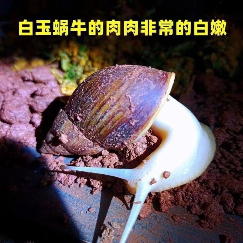 Snail Edible Scientific Experiment Climbing White Jade Snail Pet Fish Tank Small and Large Edible Snail Non-Toxic Pet Desktop Cow