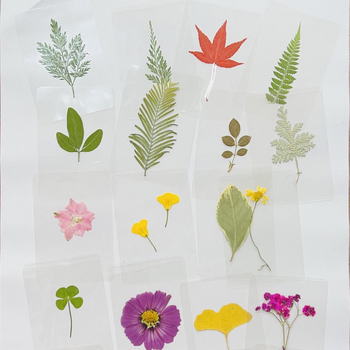 Leaf Plant Specimen Card Plastic Real Leaf Sticker Kindergarten Know Leaves Dried Flowers Student Leaf Vein Bookmark