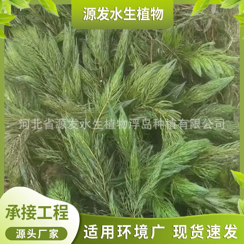 Supply of Submersible Plants, Bitter Grass, Black Algae, Goldfish Algae, Foxtail Algae, Lotus, Malay Eye, Water Lily, Aquatic Plants