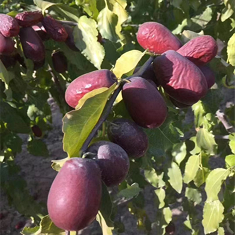 Seven-Star Jujube, Xinjiang Red Jujube, Hotan Jujube, Original Flavor, No Additives, Primary Agricultural Products, Wholesale Price, One Piece Dropshipping