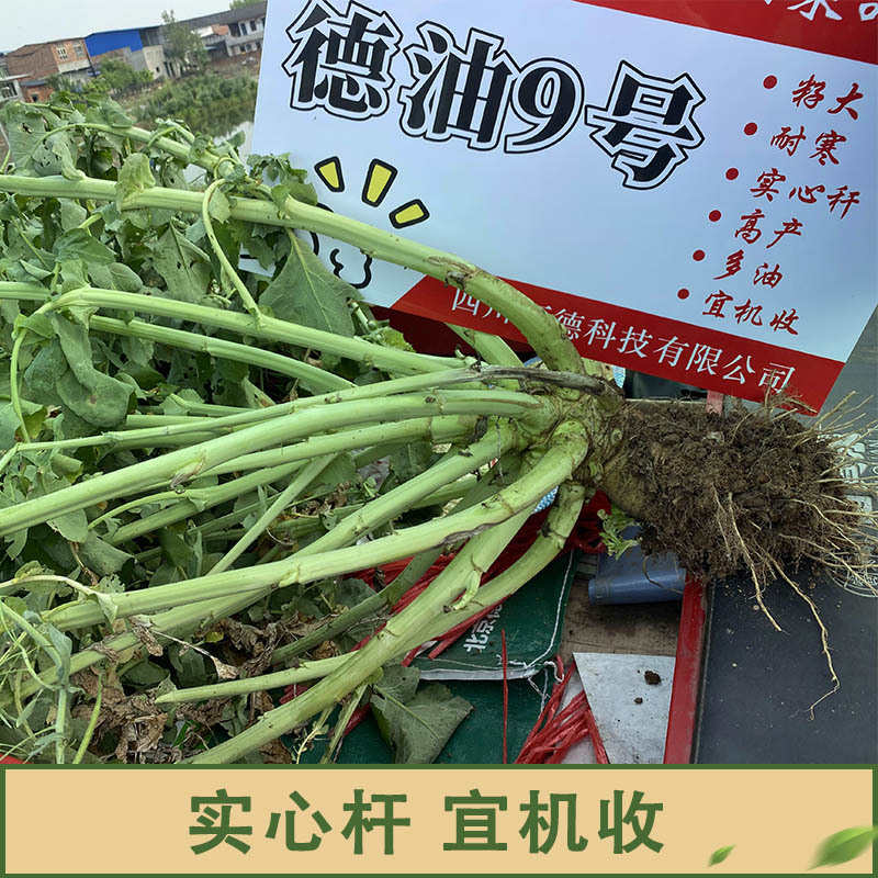 Deyou No. 9 High-Yielding Field Rapeseed Sown in Autumn, Disease-Resistant, Cold-Resistant, Lodging-Resistant, Short-Stem Hybrid High-Quality Rapeseed