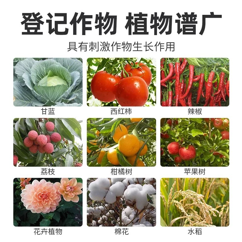 80% Ethyl Garlic Cabbage Pepper Root Rot Wilt Disease Bacterial Blight Citrus Moss Disease Fungicide