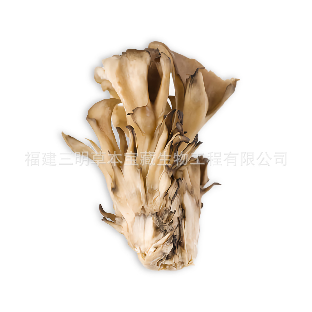 Fujian origin Grifola flower dried goods wholesale Grifola flower small flower soup edible mushroom in stock bags can be processed on behalf