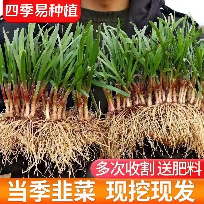 Leek Root Seedling Now Dig Four Seasons Balcony Planting New Leek Root Green Planting Purple Root New Leek Root Indoor Purple Root