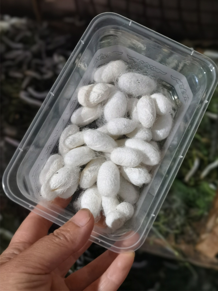 Self-raised natural silkworm cocoons can be made into complete silk quilts to make fans diy double palace dried silkworm cocoons