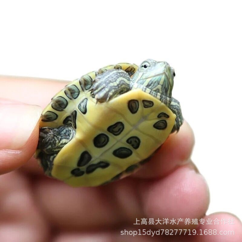 Small Brazilian tortoise pet turtle living creature red-eared turtle water turtle stall wholesale big turtle golden turtle seedlings