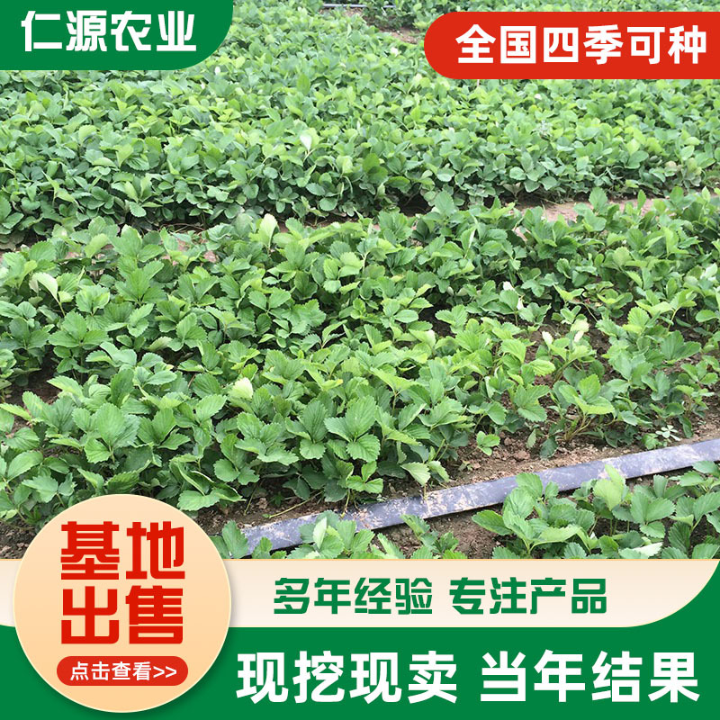 Zhangji Sui Zhu Strawberry Seedlings Miaoxiang No. 7 Strawberry Seedling Base Hongyan Cream Strawberry Seedlings