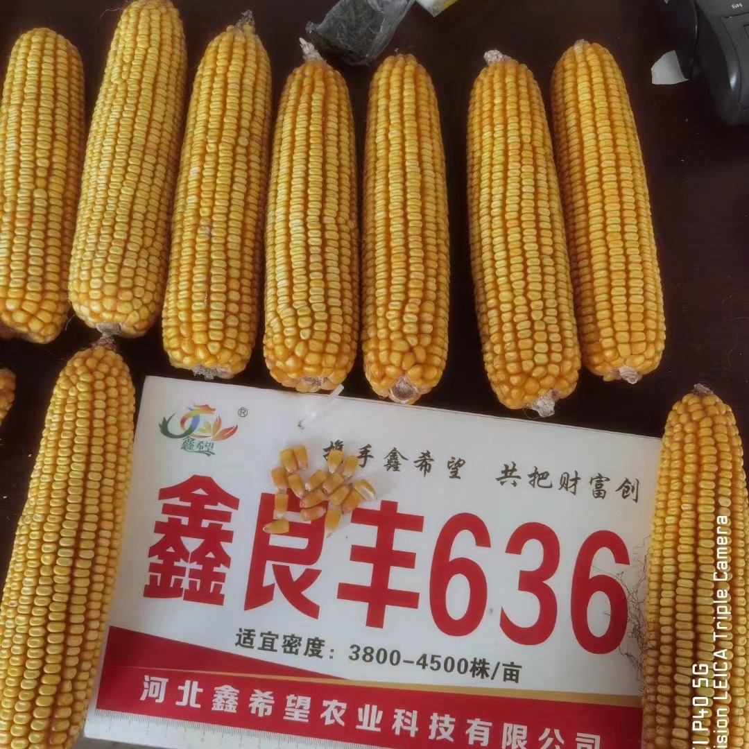 Hybrid Corn Seed Approved in 2022 Hongshou Xinliangfeng 636 Hybrid Corn Seed