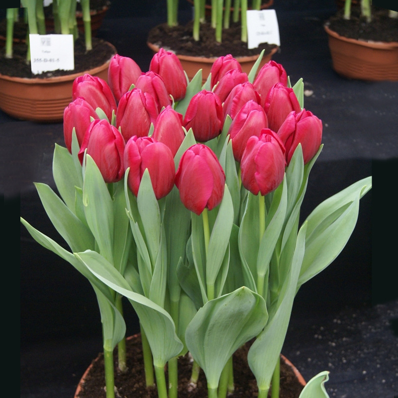 Tulip Bulbs Hydroponic Flower Plants Indoor Flower Seeds Potted Flower Seedlings Soil Culture Water Cultivation with Buds Blooming in Multiple Seasons