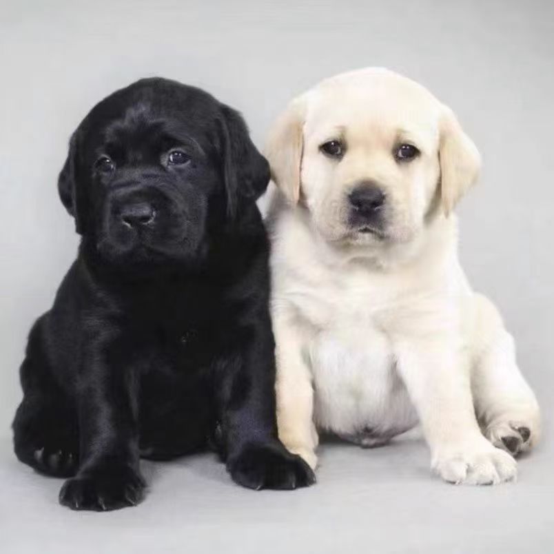 Purebred Labrador Puppy Milk White Black Labrador Guide Dog Divine Dog Xiaoqi Living Pet Dog