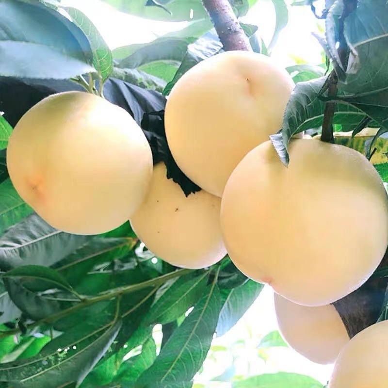 Shandong White Jade Large White Peach Fresh Fruit White Peach Free Shipping Seasonal Origin Direct Delivery Creamy White Peach Dropshipping