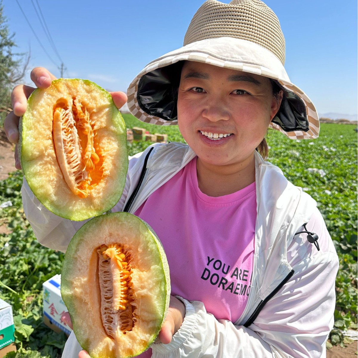 Authentic Xinjiang Hami Melon No. 25 Fresh Fruit Seasonal Freshly Picked Melon Net Pattern Direct Delivery from Xinjiang
