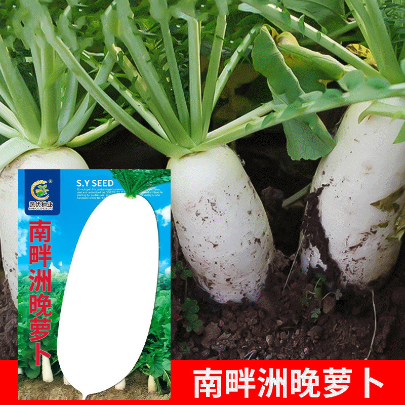 Оптовая продажа семян овощей, поздний белый редис 12г, семена для горшков на балконе, семена рапса