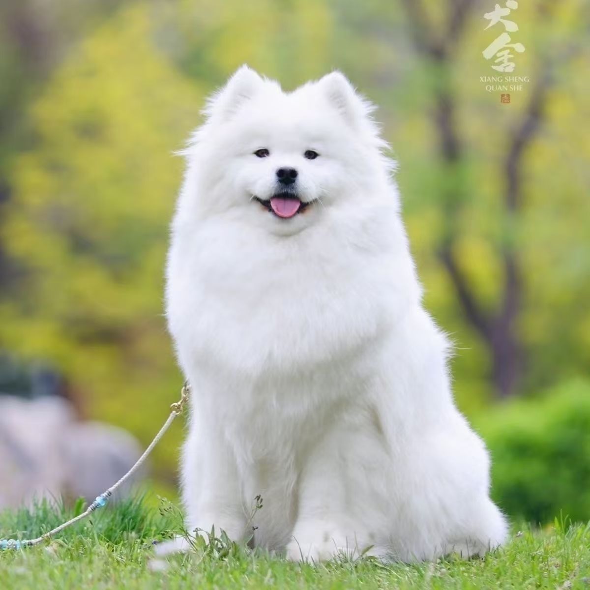 Purebred Samoyed Puppy Live Dog Samoyed Puppy Pet Puppy Samoyed Sled Dog Large Dog