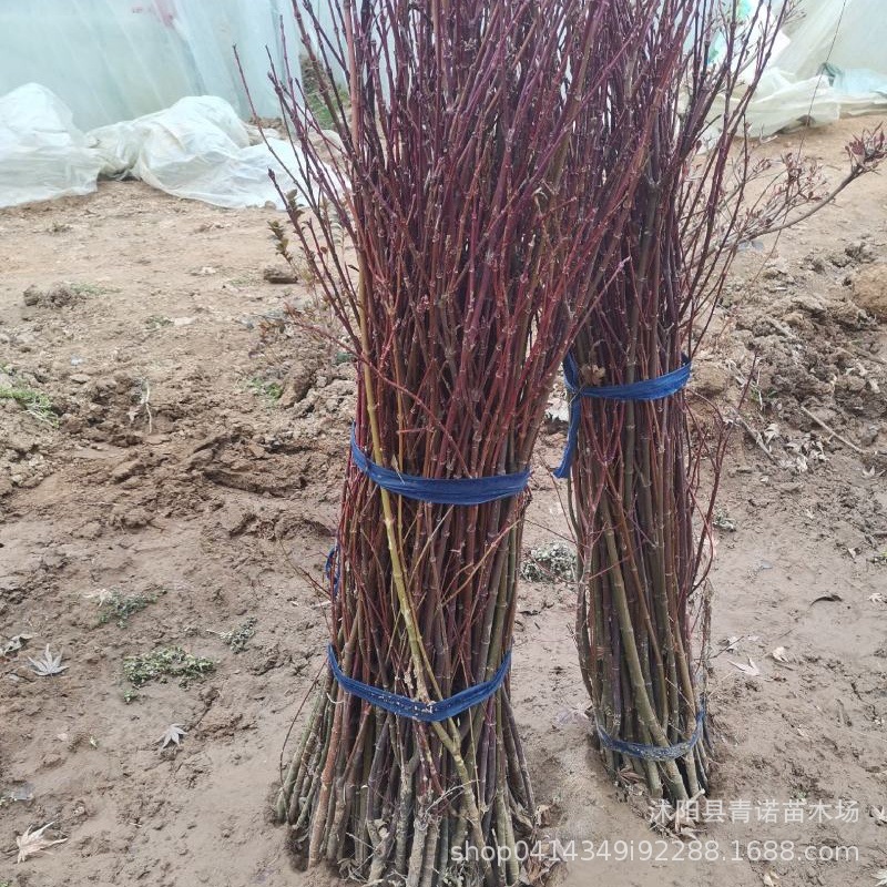 Japanese Red Maple Seedlings for Sale, Available in Various Varieties for All Seasons, Large Quantity Discounts