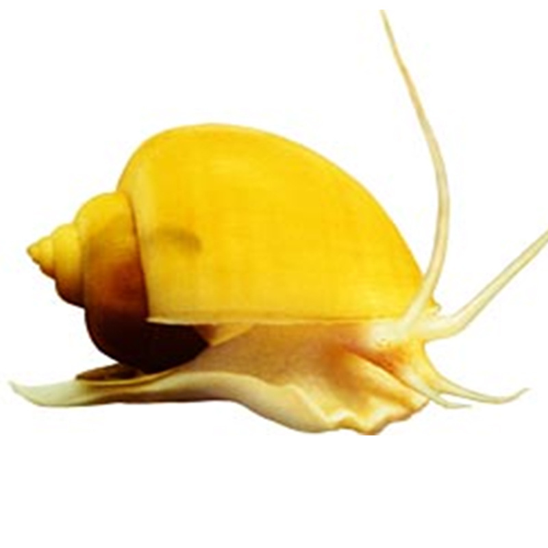 Golden Snail Ornamental Mysterious Snail Shell Pet Golden Rabbit Snail Live Freshwater Cleaning Algae Removal Tool Snail